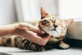 Happy Bengal cat loves being stroked by woman`s hand