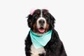happy berna shepherd puppy with blue bandana and pink headband