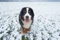 Happy Bernese Mountain Dog standing in the snow in the park Royalty Free Stock Photo