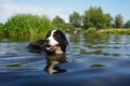 Happy Bernese Mountain Dog standing in the water in the river Royalty Free Stock Photo