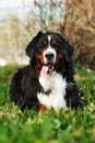 Happy Bernese mountain dog in the summer lying on the grass Royalty Free Stock Photo