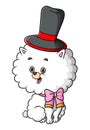 The happy bichon dog is doing the contest and using the magic hat