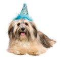 Happy Bichon Havanese puppy in a blue party hat