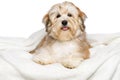 Happy Bichon Havanese puppy on a white bedspread