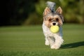 Happy Biewer Yorkshire Terrier dog running in the grass with ball toy for dogs outdoors on a sunny day Royalty Free Stock Photo