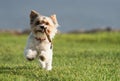 Happy Biewer Yorkshire Terrier dog running in the grass Royalty Free Stock Photo