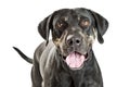 Happy Big Crossbreed Dog Portrait Royalty Free Stock Photo