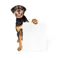 Happy Big Dog Carrying Blank Sign