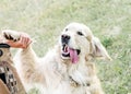 Happy big dog Golden retriever with big smile and a tongue hanging out giving a paw to its owner outdooor at sunner day Royalty Free Stock Photo