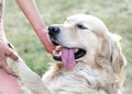 Happy big dog Golden retriever with big smile and a tongue hanging out giving a paw to its owner outdooor at sunner day Royalty Free Stock Photo