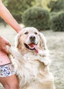 Happy big dog Golden retriever smiling with tongue hanging out giving paw to owner and looking to camera at sunner park Royalty Free Stock Photo