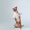 A happy big dog on a gray background Royalty Free Stock Photo