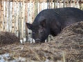 Happy big pig basks in a haystack in winter