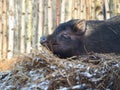 Happy big pig basks in a haystack in winter