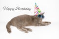 Happy birthday card with funny cat