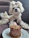 Happy birthday,  dog birthday,  cake, dog in the dress Royalty Free Stock Photo