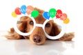 Happy Birthday dog Royalty Free Stock Photo