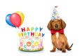 Happy birthday dog Royalty Free Stock Photo