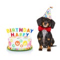 Happy birthday dog Royalty Free Stock Photo