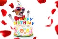 Happy birthday dog Royalty Free Stock Photo