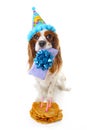 Happy birthday dog photo. Cavalier king charles spaniel puppy dog celebrate 3. birthday. Three years old puppy with birthday cake Royalty Free Stock Photo