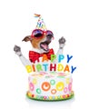 Happy birthday dog singing Royalty Free Stock Photo