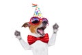 Happy birthday dog singing Royalty Free Stock Photo
