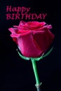 Happy birthday inscription with dark red rose flower detail with droplets on Royalty Free Stock Photo