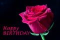 Happy birthday inscription with dark red rose flower detail with droplets on Royalty Free Stock Photo