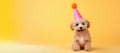 Happy Birthday party. cute maltipoo dog wearing birthday hat, sitting isolated on blue background, panorama with copy