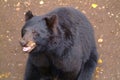 Happy black bear