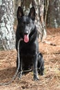 Happy black Belgian Shepherd Malinois German Shepherd dog with panting tongue outside on leash Royalty Free Stock Photo