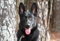 Happy black Belgian Shepherd Malinois German Shepherd dog with panting tongue outside on leash Royalty Free Stock Photo