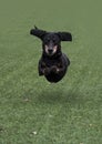 Happy black-brown dachshund running. Dachshund breed, sausage dog, Dachshund on a walk Royalty Free Stock Photo