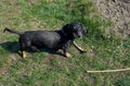 Happy black-brown dachshund running. Dachshund breed, sausage dog, Dachshund on a walk Royalty Free Stock Photo