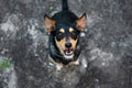 Happy black brown dog looking up at camera against grey asphalt Royalty Free Stock Photo