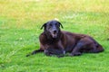 A happy black brown shot hair dog lying on the lawn Royalty Free Stock Photo