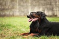 Happy black doberman pinscher dogs lie waiting in the meadow