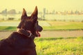 Happy black dog in a city park Royalty Free Stock Photo