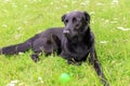 Happy black dog lying on the lawn in the garden and playing with green ball Royalty Free Stock Photo