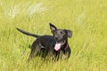 Happy black dog playing in long grass Royalty Free Stock Photo