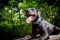 Happy black dog portrait