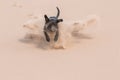 Happy black dog running through sand Royalty Free Stock Photo