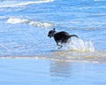 Black dog ocean Royalty Free Stock Photo