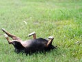 Happy black fat lovely cute old miniature pincher dog dancing rolling outdoor on green grass floor Royalty Free Stock Photo