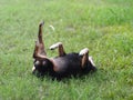 Happy black fat lovely cute old miniature pincher dog dancing rolling outdoor on green grass floor Royalty Free Stock Photo