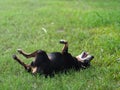 Happy black fat lovely cute old miniature pincher dog dancing rolling outdoor on green grass floor Royalty Free Stock Photo