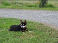 Happy black fat lovely cute old miniature pincher dog dancing rolling outdoor on green grass floor Royalty Free Stock Photo