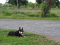 Happy black fat lovely cute old miniature pincher dog dancing rolling outdoor on green grass floor Royalty Free Stock Photo