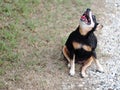 Happy black fat lovely cute old miniature pincher dog dancing rolling outdoor on green grass floor Royalty Free Stock Photo